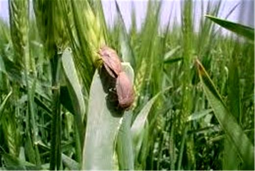 بیش از ۹ هزار هکتار از مزارع غلات ملایر سن‌زدایی شد