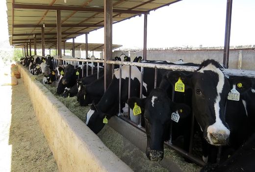 پلاک کوبی 20 هزار رأس دام سنگین در سیستان و بلوچستان