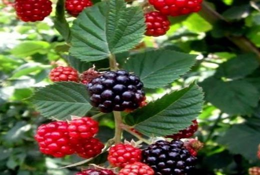 توسعه کشت تمشک در شهرستان ورزقان