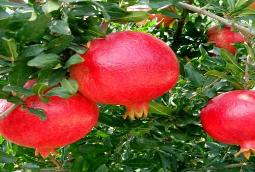 آغاز برداشت انار از باغ‌های سروستان