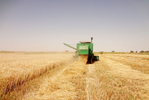 بیش از7هزارتن گندم مازاد برنیاز کشاورزان سیستان وبلوچستان خریداری شد