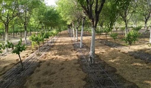 راهکارهای علمی افزایش بهره‌وری آب در باغ‌ها؛ از توسعه آبیاری نوین تا مدیریت هوشمند مصرف