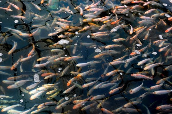 صدور مجوز پرورش ۶۰۰۰ تن ماهی تیلاپیا در خراسان جنوبی