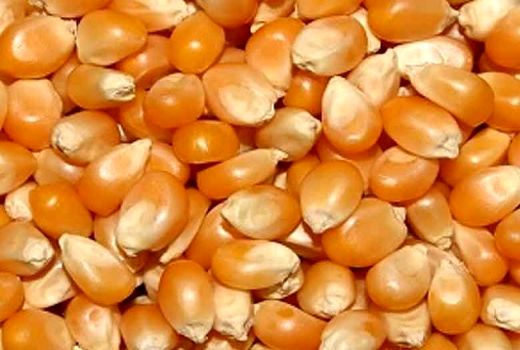 پایان برداشت ذرت از مزارع شهرستان میامی