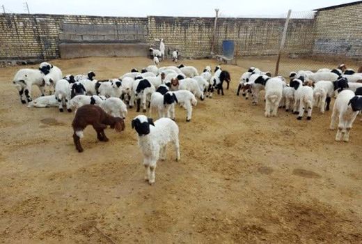 همخونی در گله‌های گوسفند خوزستان سه برابر حد مجاز