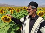 کشت آفتابگردان در ۴۰۰ هکتار از اراضی شهرستان کوهرنگ 