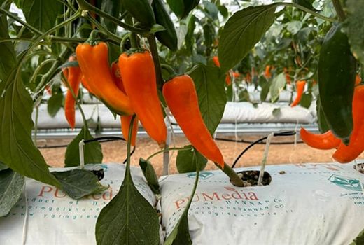 بهره برداری از واحد گلخانه 50 هزار متر مربعی در استان سمنان با حمایت بانک کشاورزی