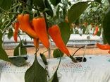 بهره برداری از واحد گلخانه 50 هزار متر مربعی در استان سمنان با حمایت بانک کشاورزی