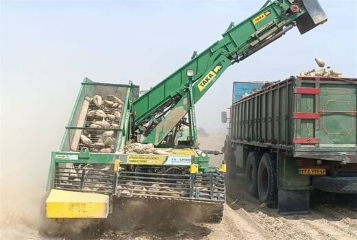 برداشت چغندر قند در ۳۸۰ هکتار اراضی استان بوشهر