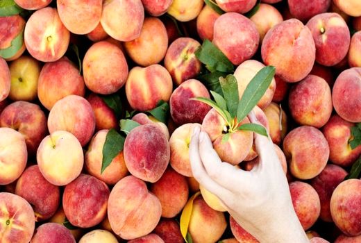 صادرات هزار تن هلو و شلیل از میاندورود به خارج کشور