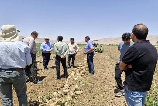 ­­­­آغاز برداشت چغندرقند پاییزه در داراب