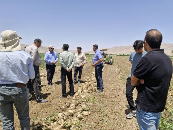 ­­­­آغاز برداشت چغندرقند پاییزه در داراب