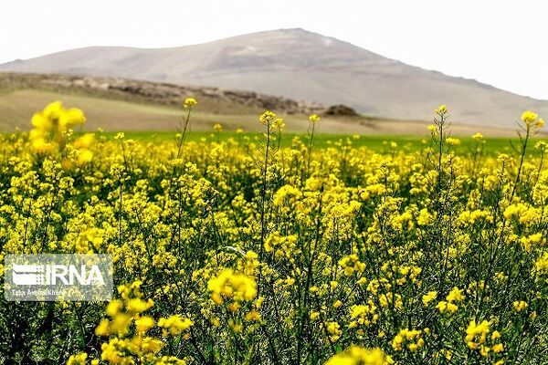 سه هزار تن کلزا در کردستان تولید می شود