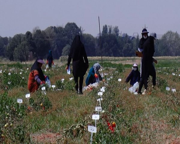 وقتی بذرهای خودکفایی جوانه می زند