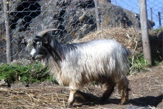 توسعه پرورش بز کرکی در راستای طرح نژاد دام سبک