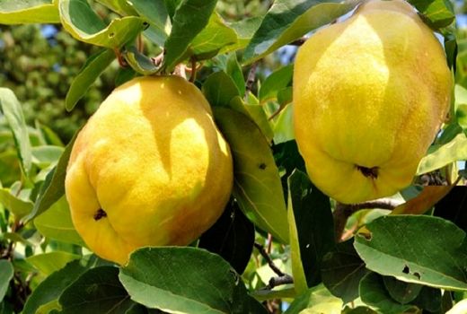 افزایش 70 درصدی تولید میوه بِه در بیضا