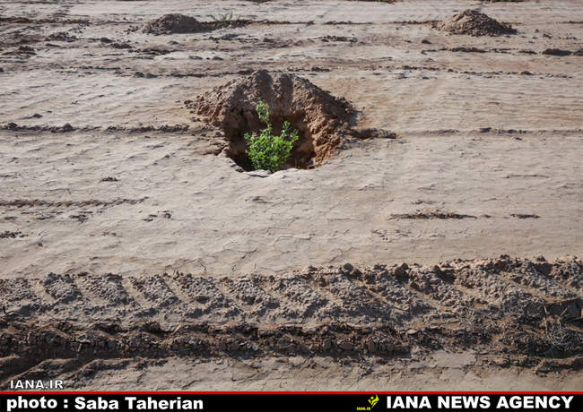  مقابله با بیان زایی