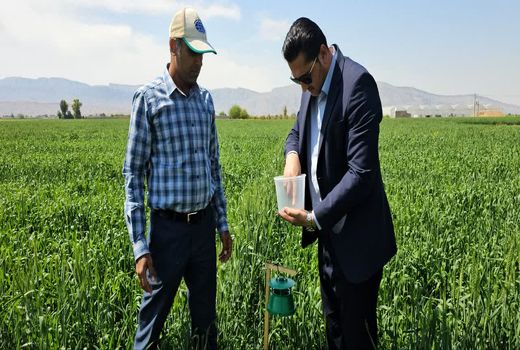 تولید بیش از 45 هزار تن گندم در داراب