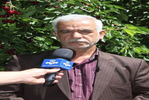 برداشت سالانه 7500 تن آلوی قطره طلا در استان لرستان