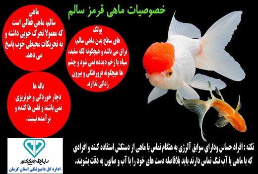 ماهی قرمز را با رعایت توصیه‌های دامپزشکی بخرید