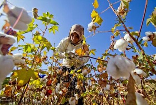 برداشت وش پنبه از مزارع ارقام زودرس خراسان شمالی آغاز شد 