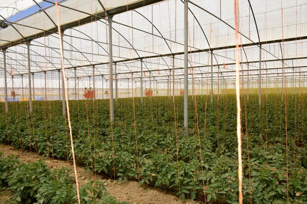 طرحهای بخش کشاورزی در قروه به بهرهبرداری رسید
