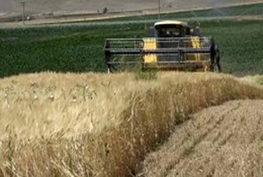 افزایش ۵۰ درصدی تولید جو در واحد سطح