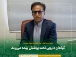  گیاهان دارویی تحت پوشش بیمه می‌روند 