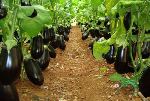 آغاز برداشت بادمجان گلخانه‌ای در شهرستان رودان