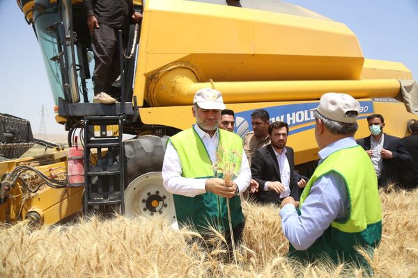 رشد ۱۰ درصدی تولید گندم در استان کرمانشاه
