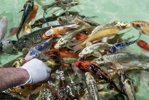 جهش ۲۵ درصدی تولید ماهی آکواریومی در اصفهان