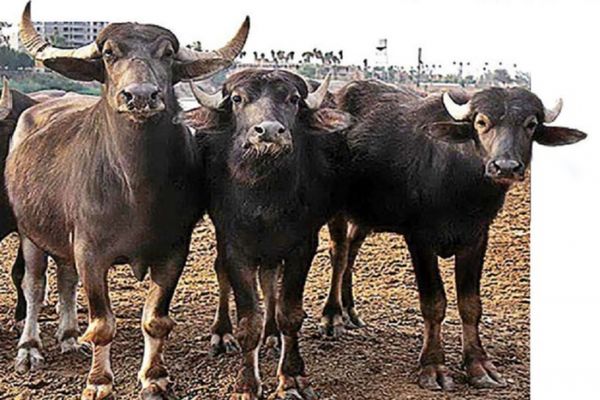 طرح پرواربندی گاومیش در استان خوزستان اجرا میشود