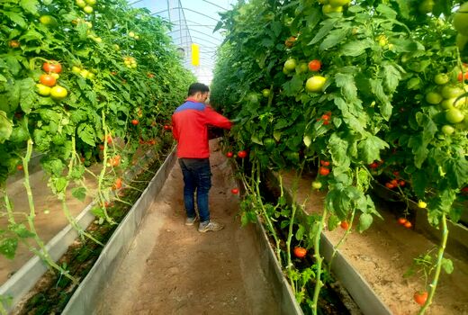 تأمین ۹۰۸ هزار لیتر سوخت اضطراری برای پایداری تولید در گلخانه‌های جلفا