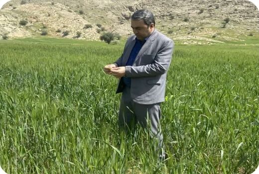 کهگیلویه و بویراحمد در مسیر ثبت رکورد تولید گندم