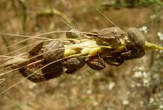 مبارزه با آفت سن گندم در مزارع خراسان رضوی