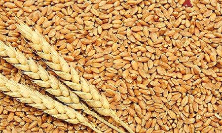  توزیع بیش از 20 هزار تن بذر گواهی شده و لیبل دار گندم علاوه بر بذور خودمصرفی کشاورزان