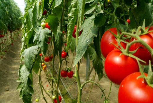 توسعه چشمگیر کشت گلخانه‌ها در اصفهان