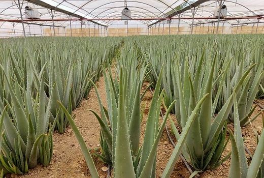 تولید 1580 تن محصول گواهی شده کشاورزی در فیروزآباد