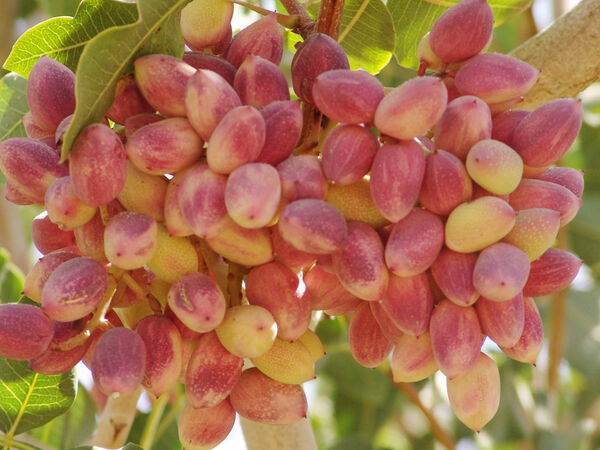 تولید سالانه ۱۲ میلیون اصله نهال پسته در مهریز 