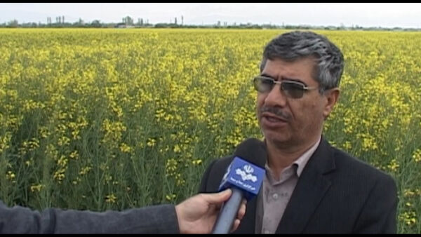 افزایش سطح کشت کلزا در شهرستان گلپایگان