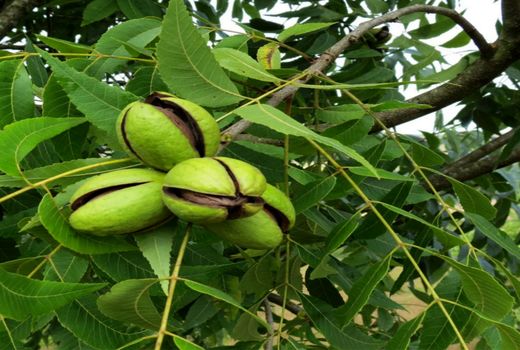 آغاز برداشت گردو از باغ‌های خراسان جنوبی