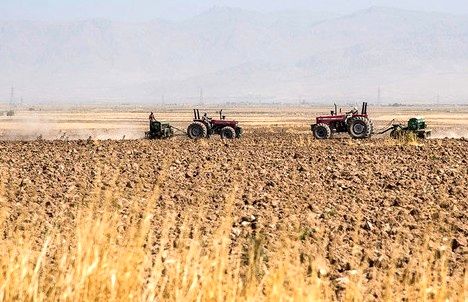 اجرای کشت جهش تولید در ۲۲۱ هزار هکتار از اراضی کردستان
