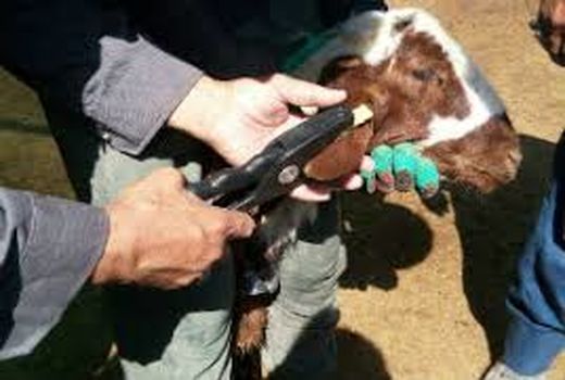 ممنوعیت خرید و فروش و جابجایی دام فاقد پلاک در خراسان شمالی