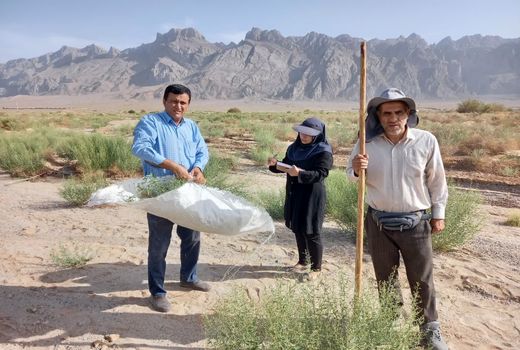 زراعت سیلابی خارشتر با هدف تولید علوفه اقتصادی در مناطق بیابانی