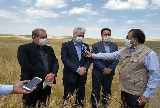 اعلام قیمت خرید تضمینی گندم در شهریور ماه 