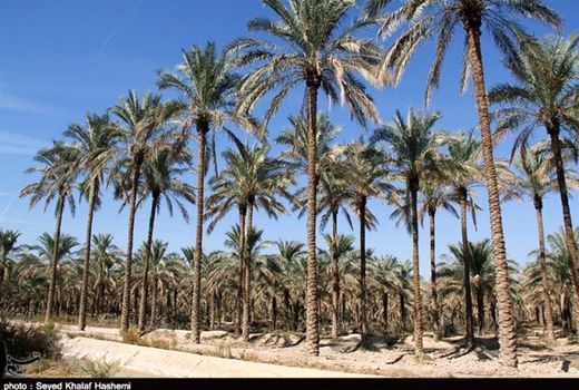۱۶۴ هزار تن محصول از نخل‌های استان بوشهر برداشت شد