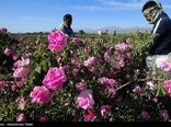 امسال ۷هزار تن انواع محصولات دارویی جمع‌آوری می‌شود