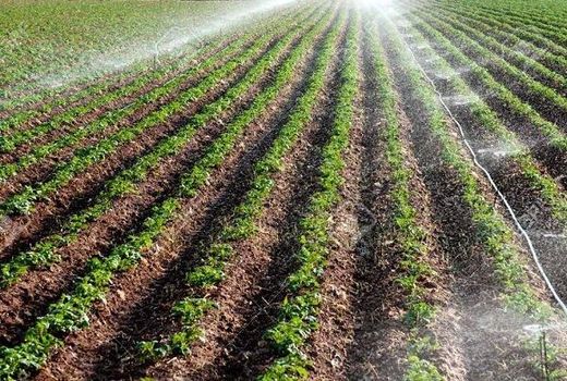 تجهیز بالغ بر3 هزار هکتار از اراضی کشاورزی خراسان جنوبی به شبکه های آبیاری نوین در سال جاری