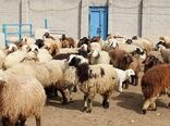 ۶ درصد جمعیت دام عشایر کشور در اختیار استان ایلام است