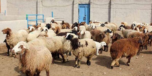 ۶ درصد جمعیت دام عشایر کشور در اختیار استان ایلام است
